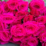 Code Fushcia Rose Branchue d'Equateur Ethiflora